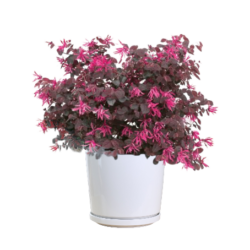 Chinese Fringe Flower